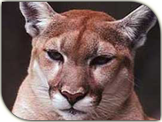 Reserva Puma